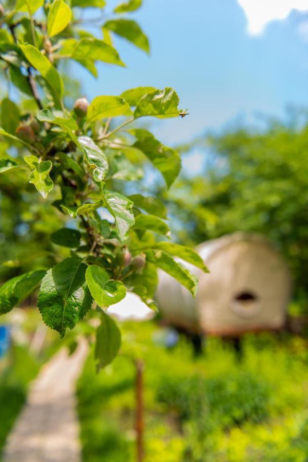 Dragonfly Gardens - The Wagons Braşov Exterior foto